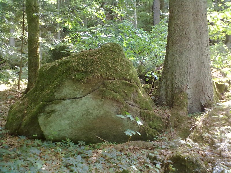 Stein
